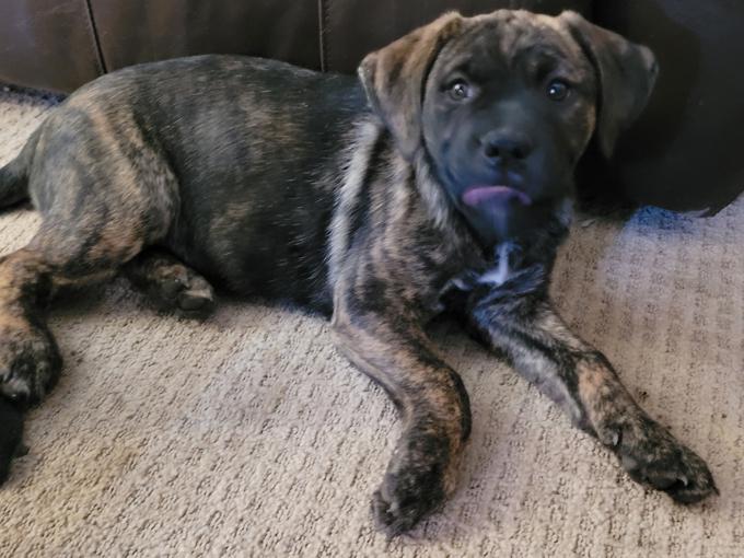 Boxer/Bullmastiff mix