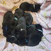 Labrador