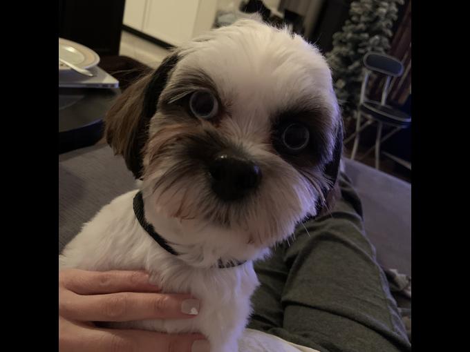 Bichon shih tzu