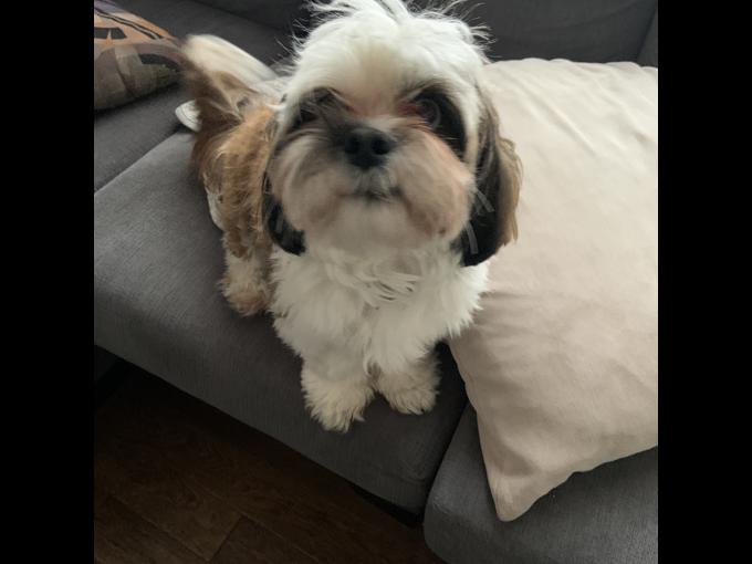 Bichon shih tzu