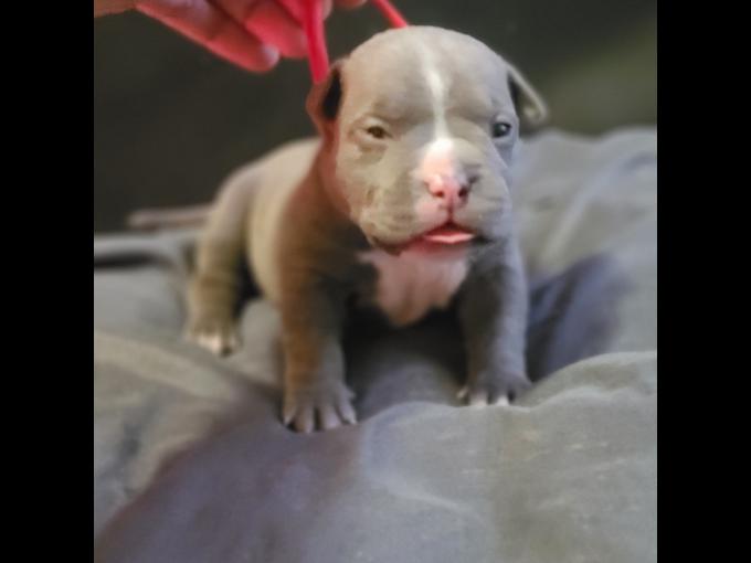 American Bully