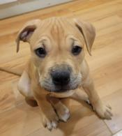 Staffordshire/boxer