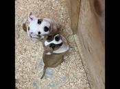 American bull dog