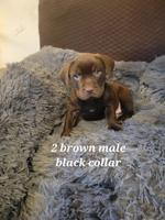 Pitbull chocolate lab