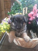 German Shepherd