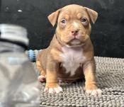 American Bully
