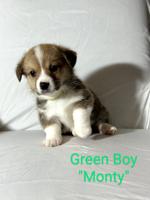 Corgi