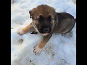 German shepherd mixed great pyrenees