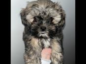 Shih tzu/ yorkie