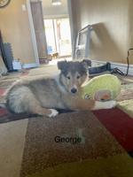 Collie