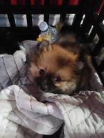 Pomeranian