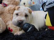 MINIATURE & TOY SHAR - PEI PUPPIES