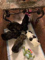 Shih-Poo