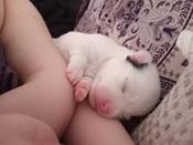 Maltese & chiuahua