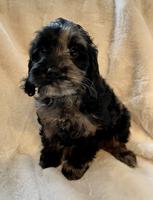 Schnoodle