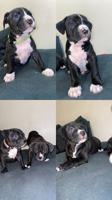 Bully mix