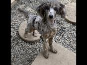 Miniature poodle