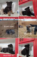 German shepherd