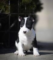 Miniature bullterrier