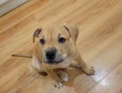 Staffordshire/boxer