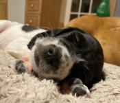 Bassetoodle