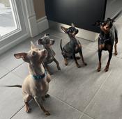 Miniature Pinscher