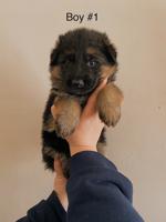 German Shepherd
