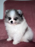 Pomeranian