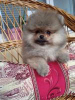Pomeranian