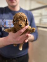 Cockapoo