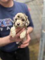 Toy poodles