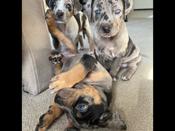 Catahoula