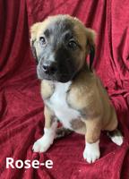 Cane Corso X
