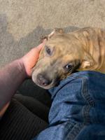 American Bully