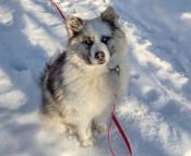 pomsky