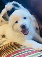 Great Pyrenees