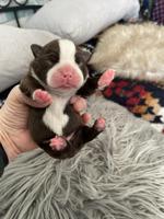 Purebred Boston Terrier