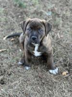 Staffordshire terrier x rottweiler