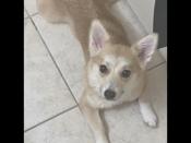 Corgi and Pomeranian
