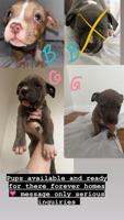 American bullies