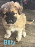 Tibetan Mastiff Mix