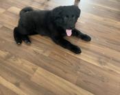 Black lab x Great Pyrenees