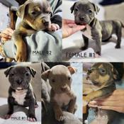 American bully