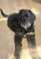 Bernedoodle