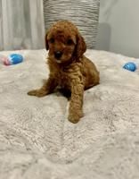 Poodle