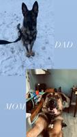 3/4 German Shepherd 1/4 Kangal