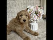 Goldendoodle