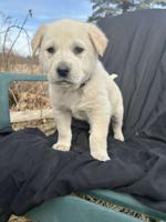 Golden Mountain Dog