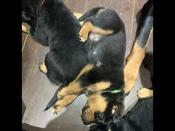Rottweiler