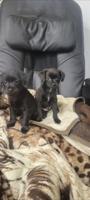 Mix of shipoo and minpin
